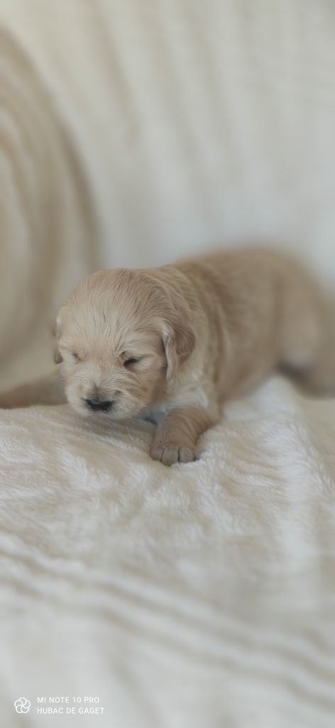 de l'Hubac de Gaget - Chiot disponible  - Golden Retriever