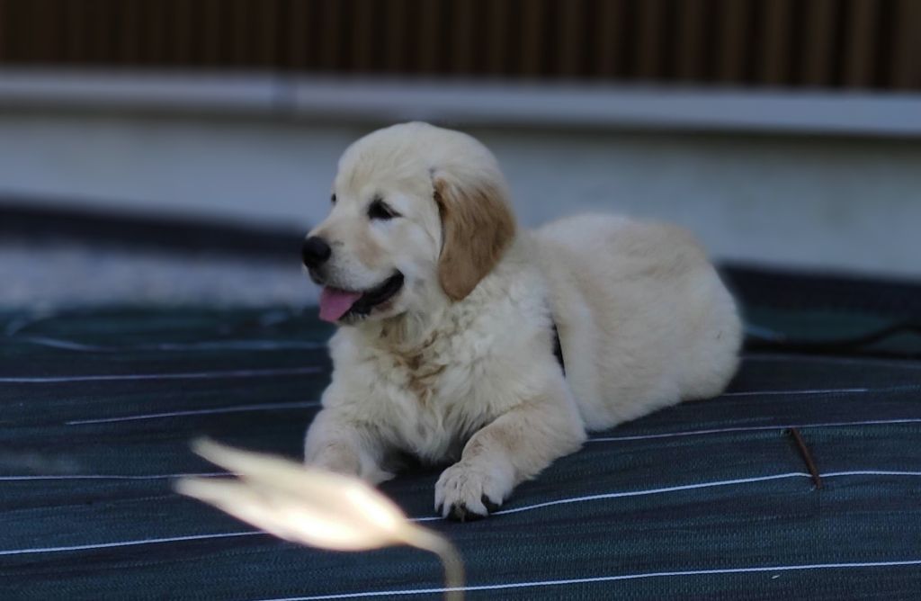 de l'Hubac de Gaget - Chiot disponible  - Golden Retriever