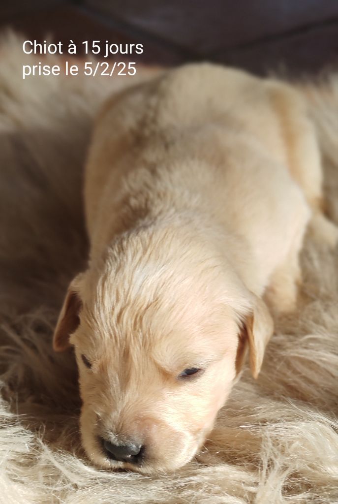 de l'Hubac de Gaget - Chiots disponibles - Golden Retriever